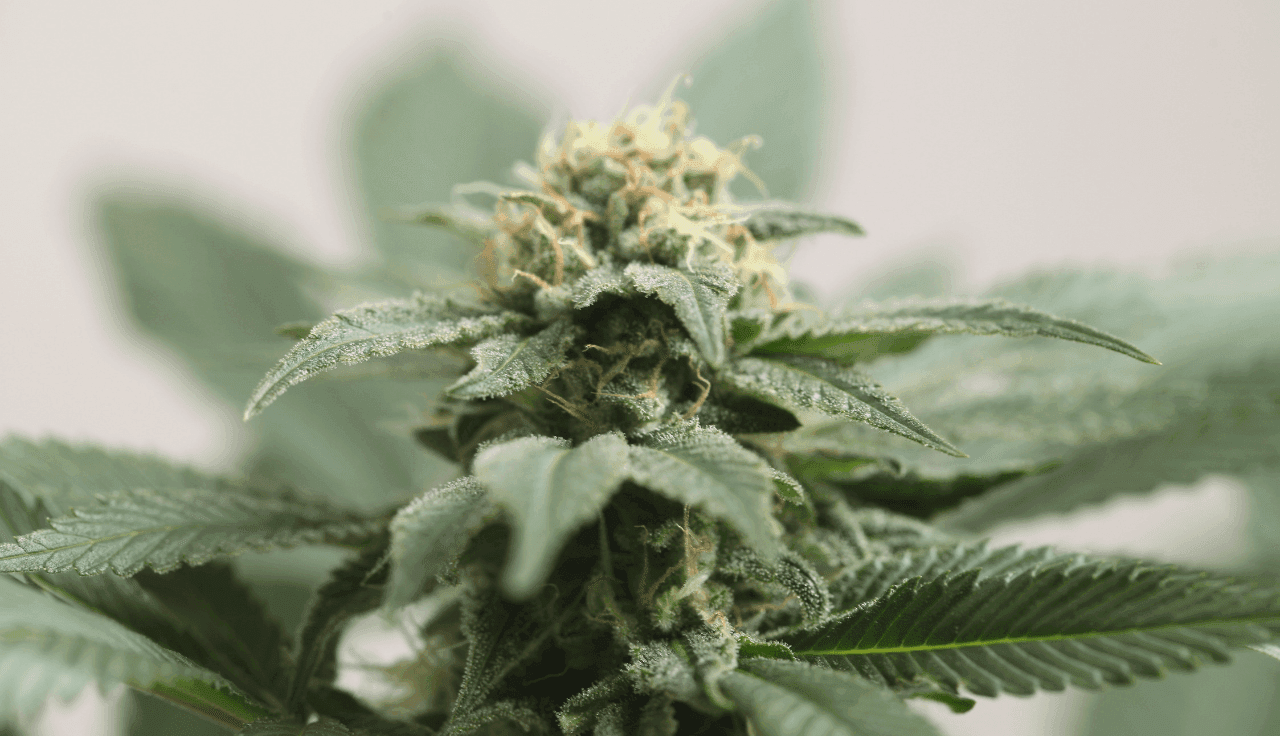 grüne Cannabis Pflanze 