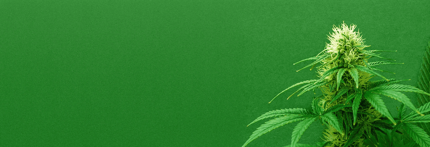 grüne Cannabis Pflanze auf grünen Hintergrund