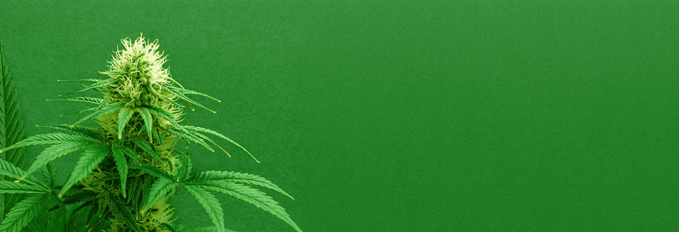 Cannabis Blatt auf grünem Hintergrund